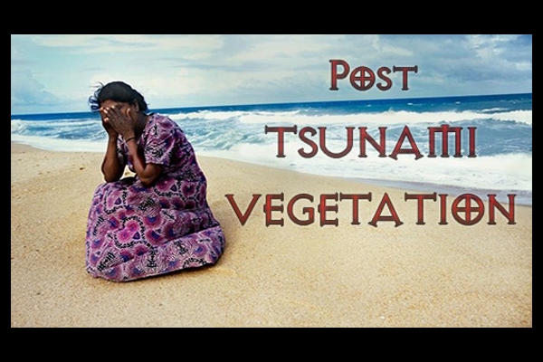 Post Tsunami Vegetation